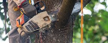 How Our Tree Care Process Works  in  Kibler, AR