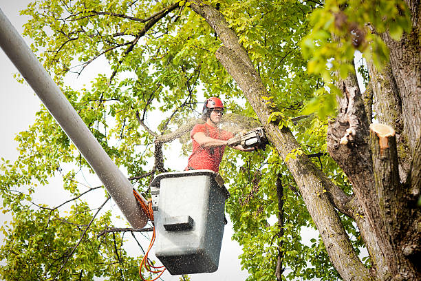 Kibler, AR Tree Services Company